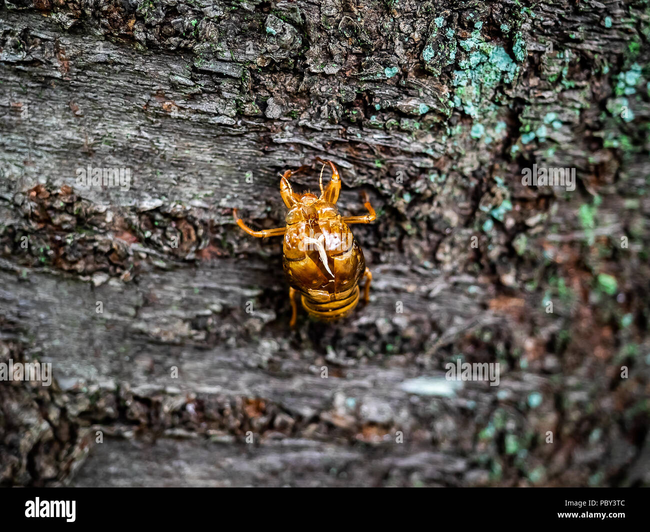 La jetée de shell une cigale bâtons sur le côté d'un arbre après avoir été rejetés par un insecte adulte maintenant. Trouvé dans un parc du centre de Pré de Kanagawa Banque D'Images