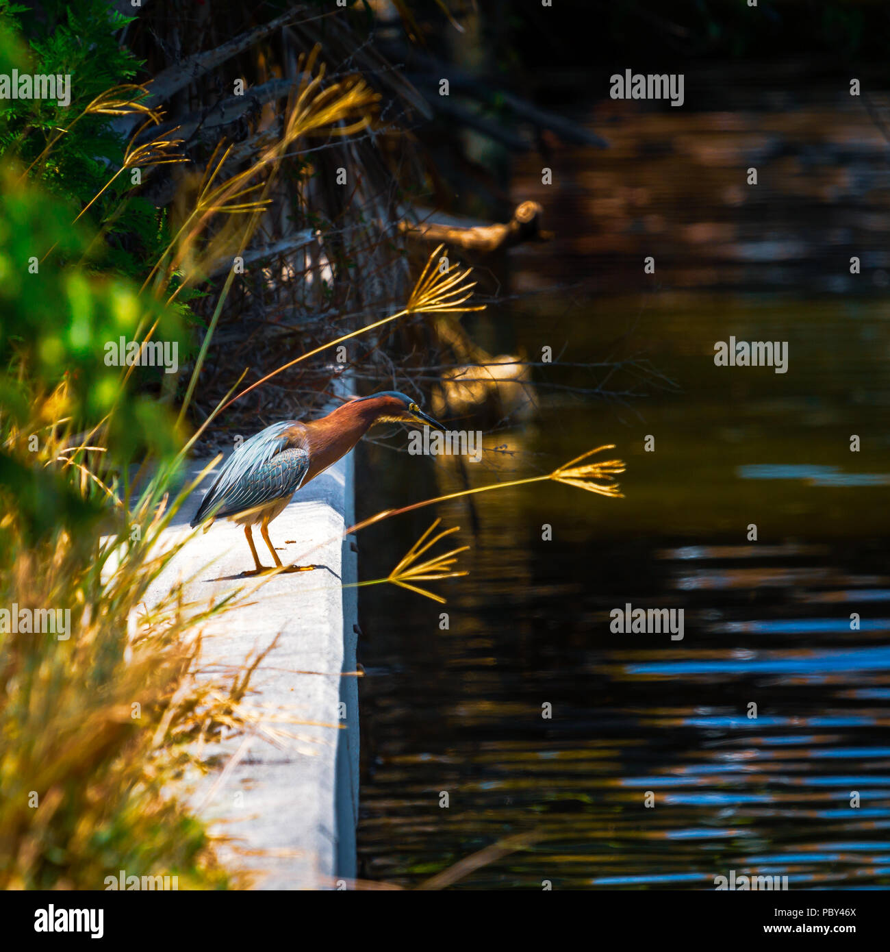 Saison de reproduction le Héron vert Marco Island Banque D'Images