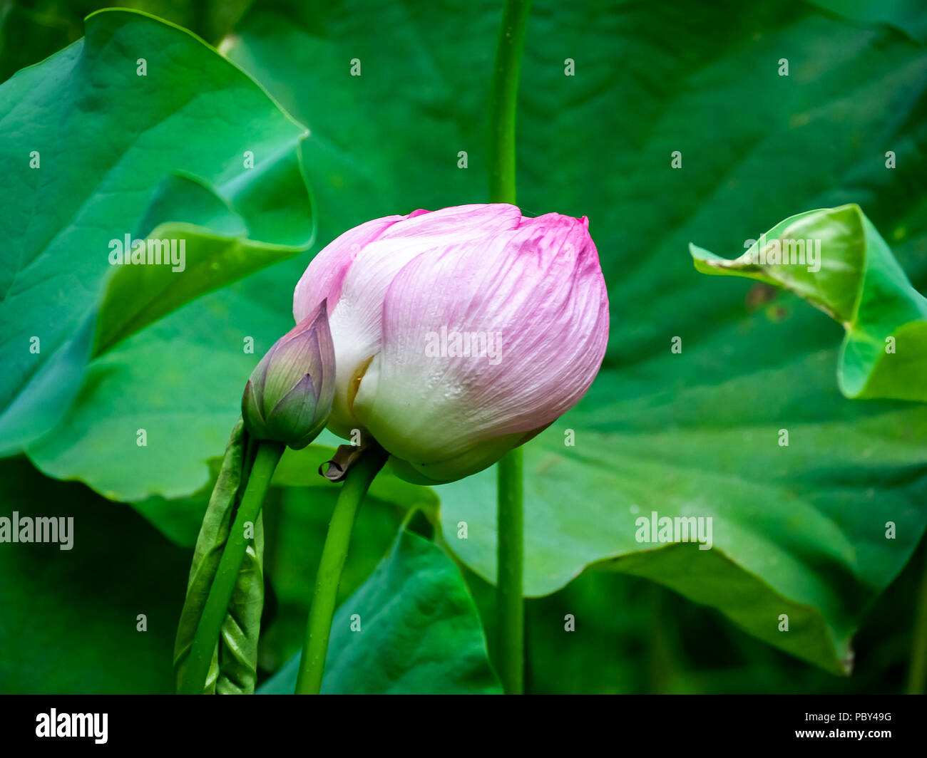 Opening Lotus Photos Opening Lotus Images Alamy