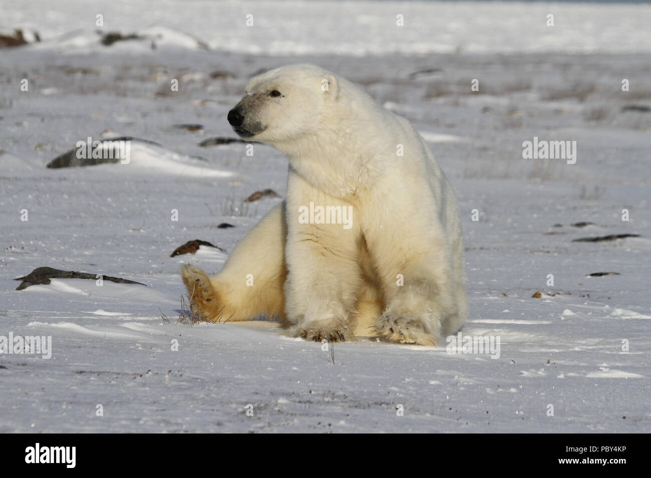 L'ours blanc, Ursus maritimus, assis sur la neige et regardant au loin, près des rives de la Baie d'Hudson, à Churchill, Manitoba, Canada Banque D'Images