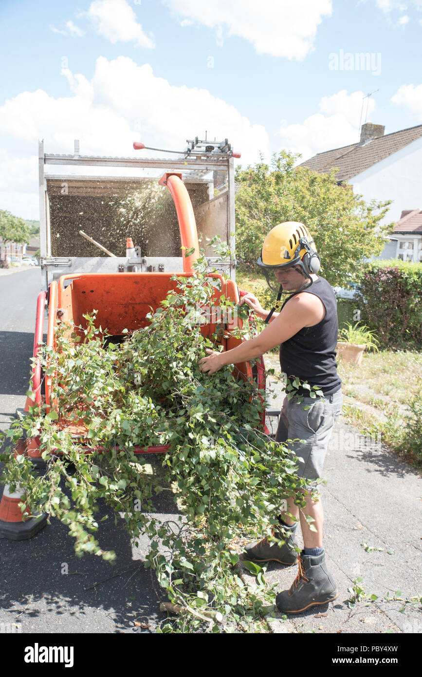 Un arbre mâle charges soigneusement chirurgien dans les branches d'une déchiqueteuse de bois. Banque D'Images