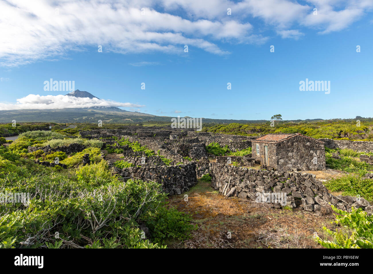 La silhouette du mont Pico, donnant sur le haies divisant les vignobles de l'île de Pico, Açores, Portugal Banque D'Images