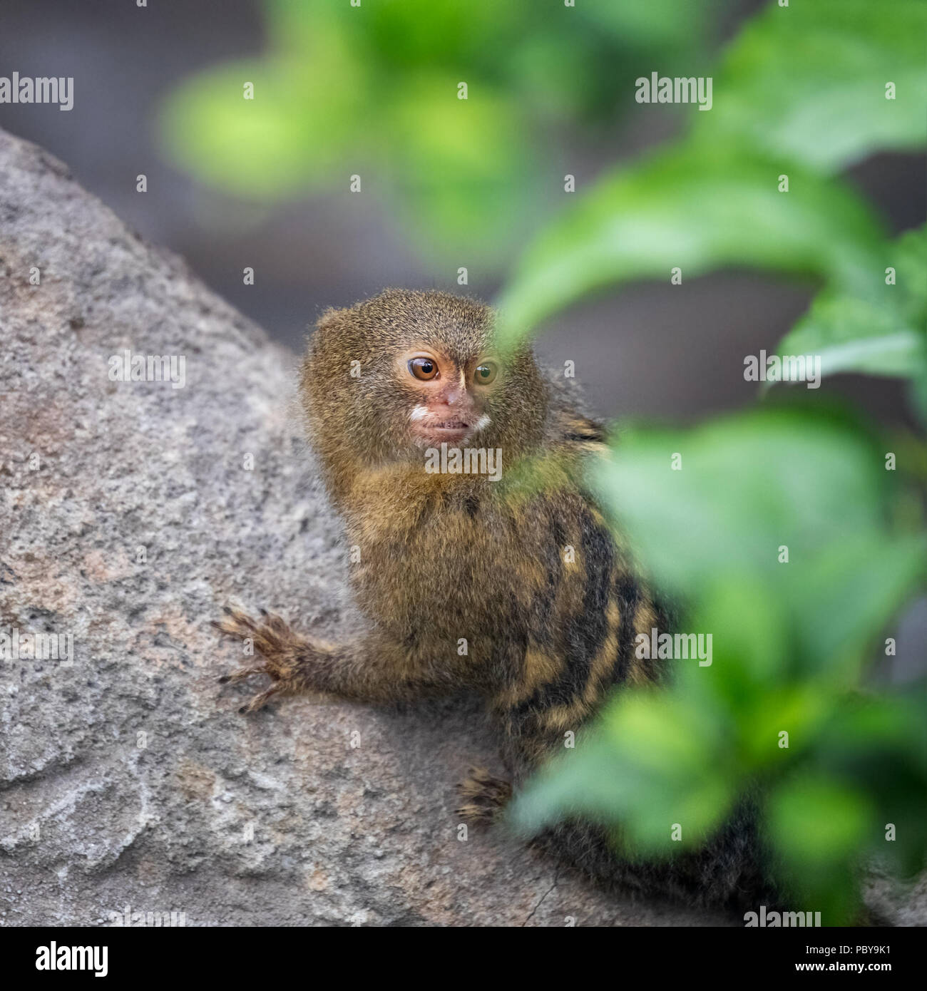 Plus Petit Singe Du Monde Banque D Image Et Photos Alamy