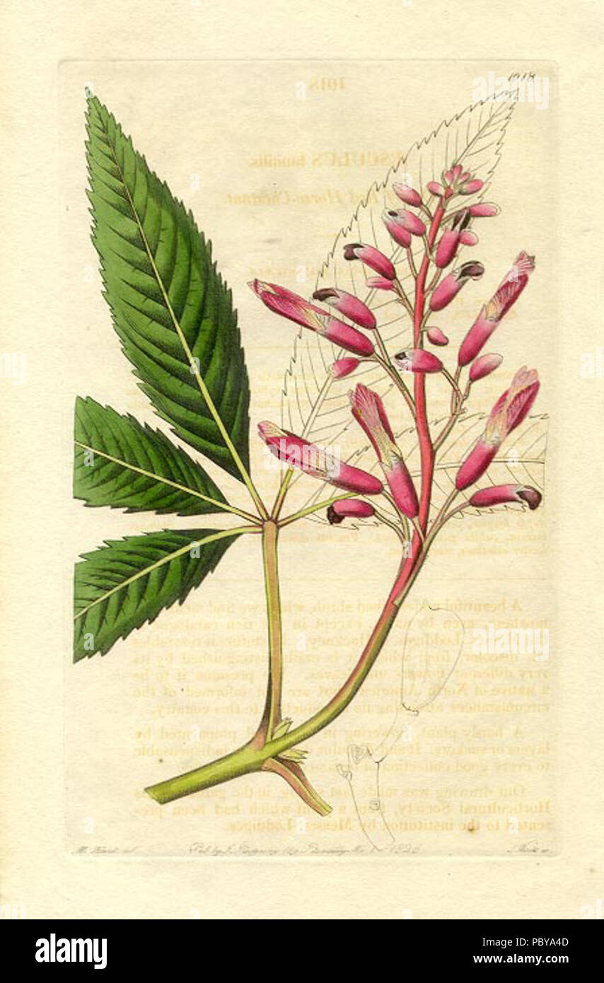 174 Dwarf-Red Horse-Chestnut--Aesculus-humilus-Edwards-1826 Banque D'Images