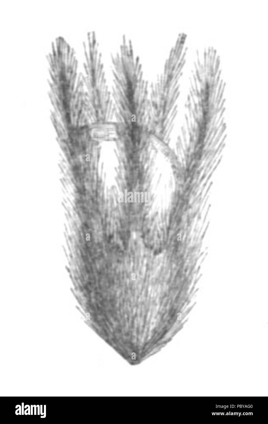 176 Ebenus cretica flower Taub123a Banque D'Images