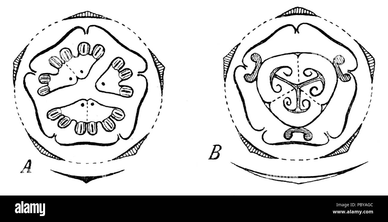 Ecballium 176 flowerdiagrams Banque D'Images