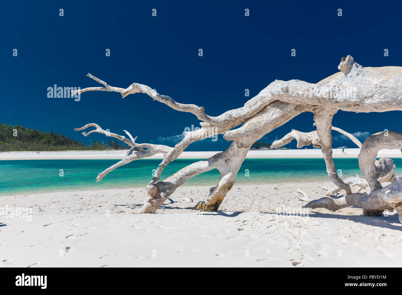 Bois flotté Blanc arbre sur Whitehaven Beach magnifique avec du sable blanc dans les Whitsunday Islands, Queensland, Australie Banque D'Images