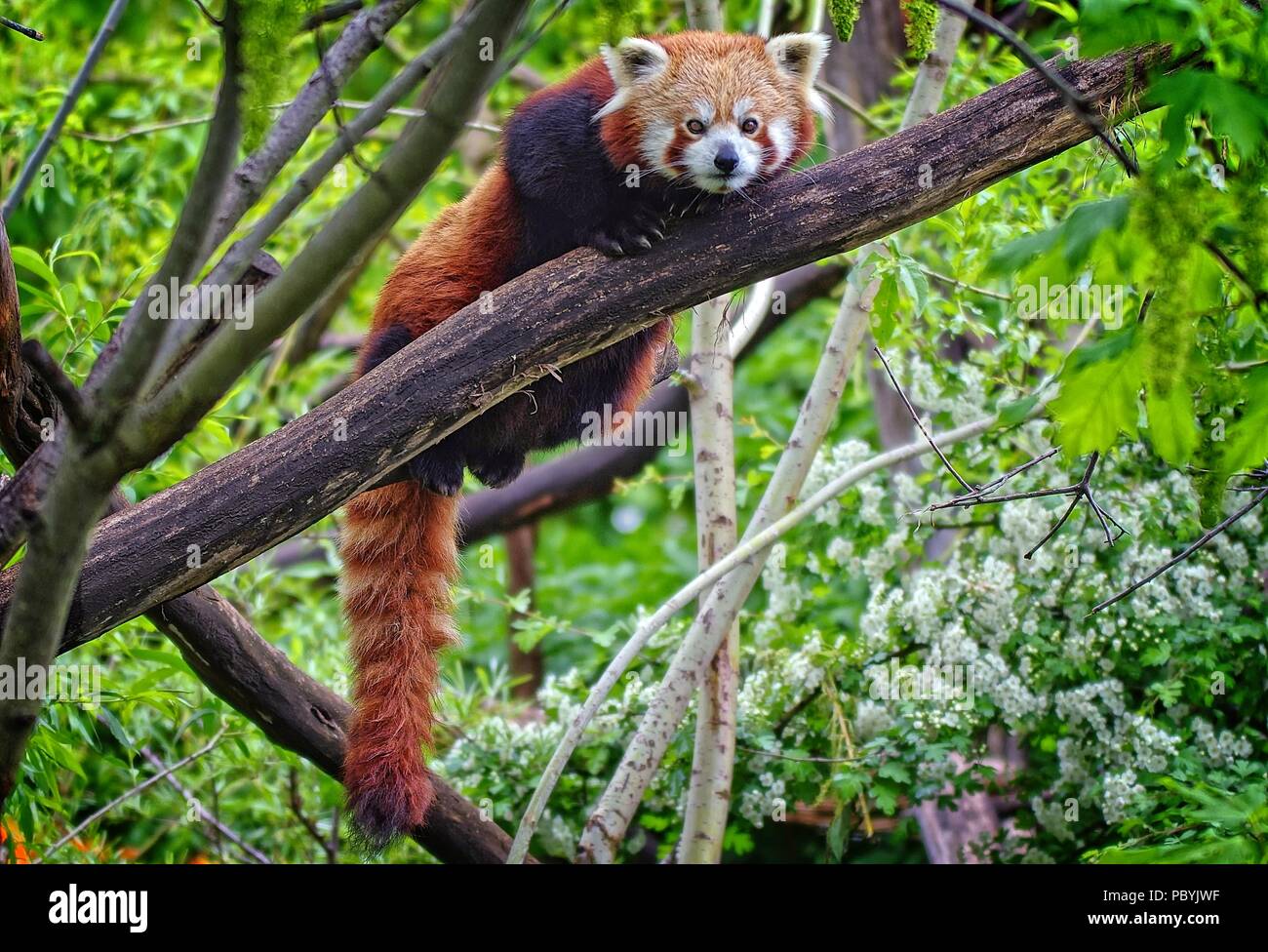 Le panda rouge reposant sur un arbre. Banque D'Images