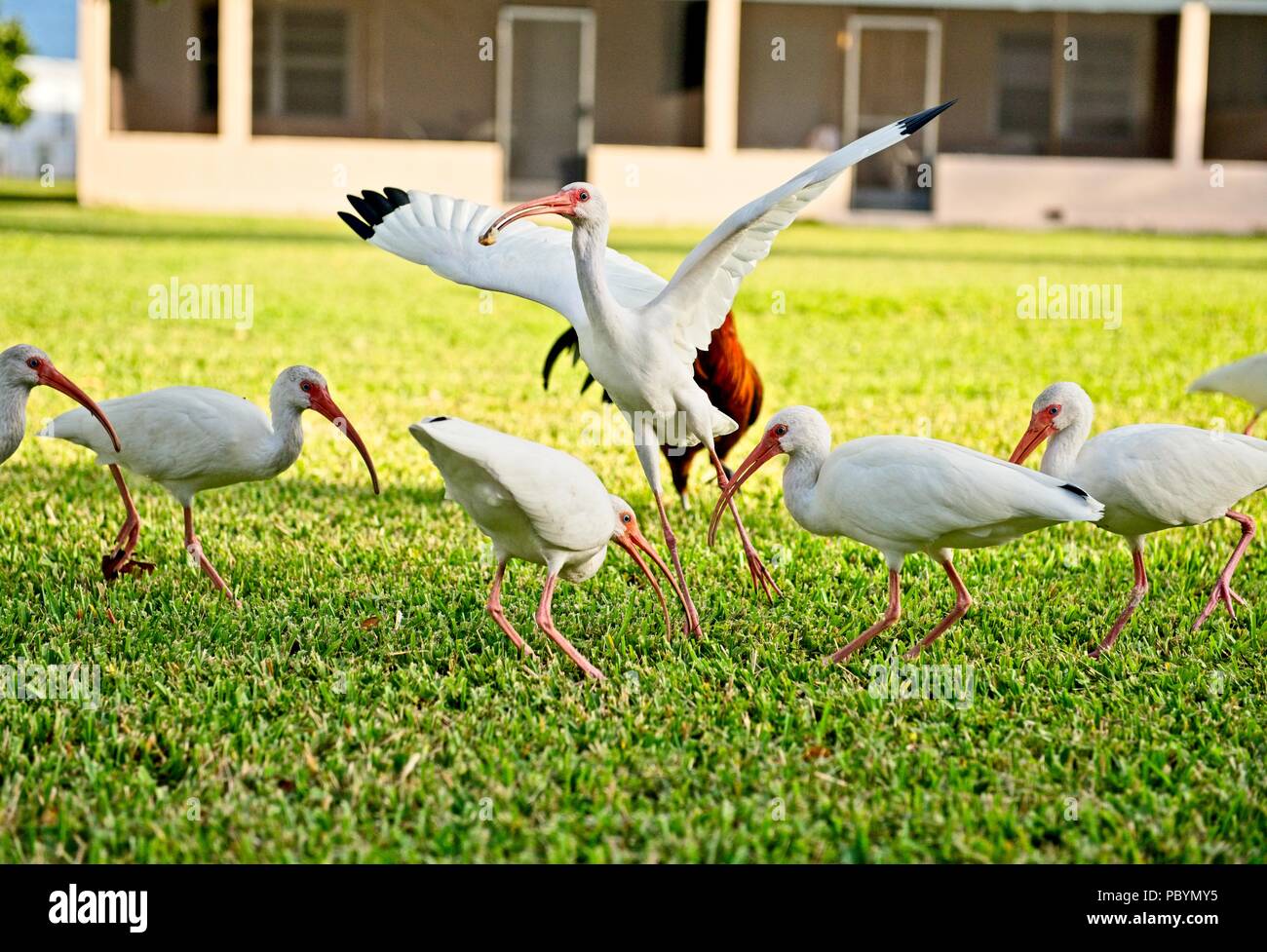 Un troupeau d' Ibis blancs américains à la recherche de nourriture dans une cour gazonnée avec un oiseau ses ailes battantes Banque D'Images