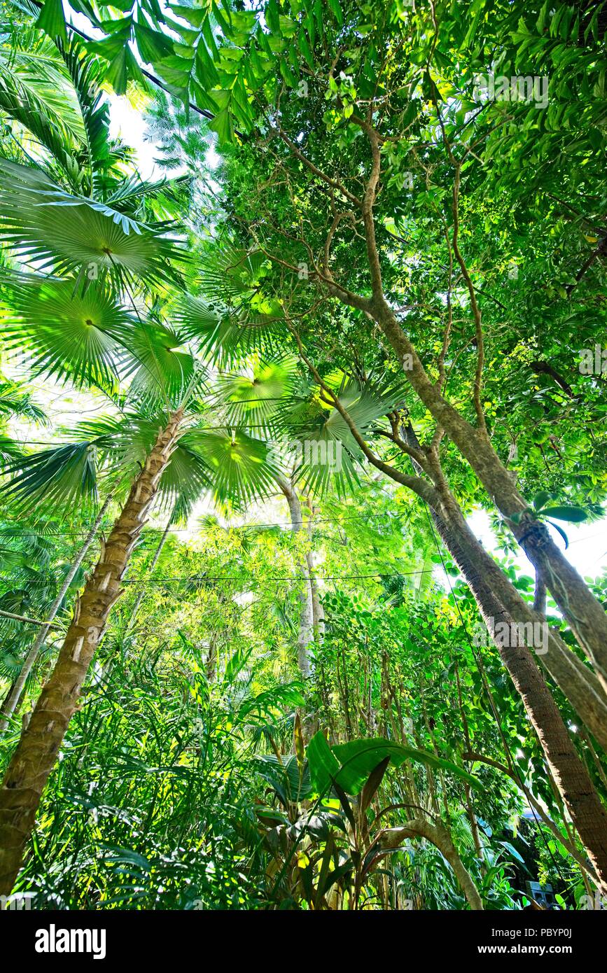 À la recherche jusqu'à la face inférieure des grands arbres verts Banque D'Images