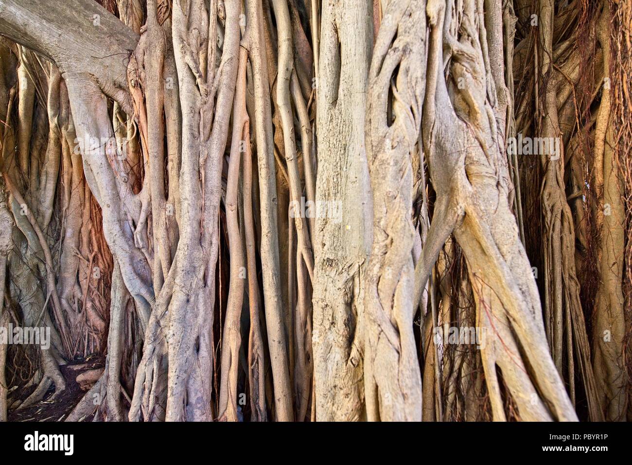 Tronc de l'arbre banyan immenses racines près de Key West en Floride usa Banque D'Images