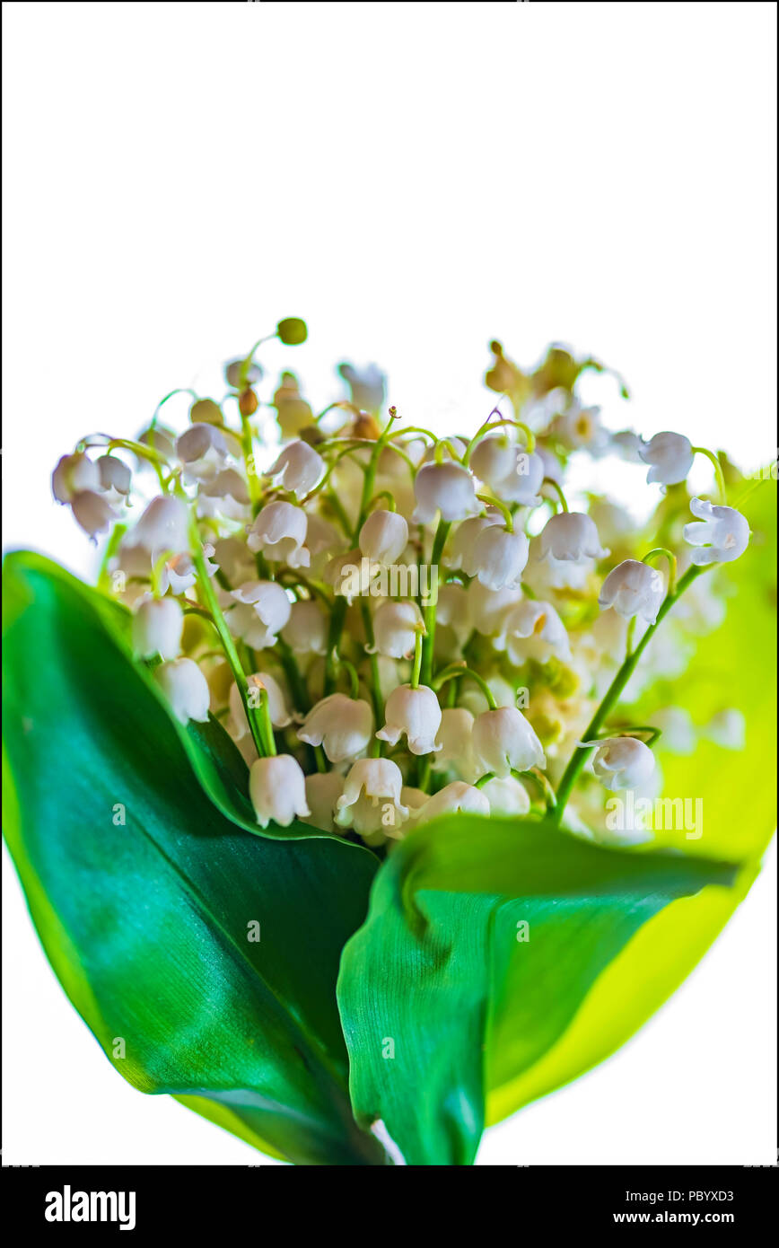 Lily of the valley flowers bunch, fond blanc, Banque D'Images