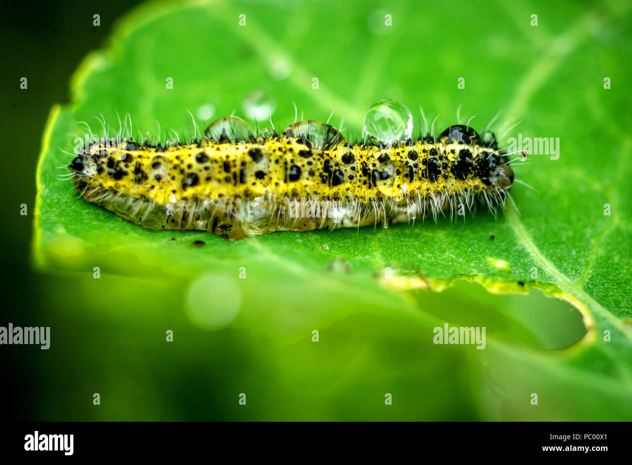 Un grand blanc, Caterpillar ou Pieris brassicae, prendre sur d'humidité après une période de sécheresse Banque D'Images