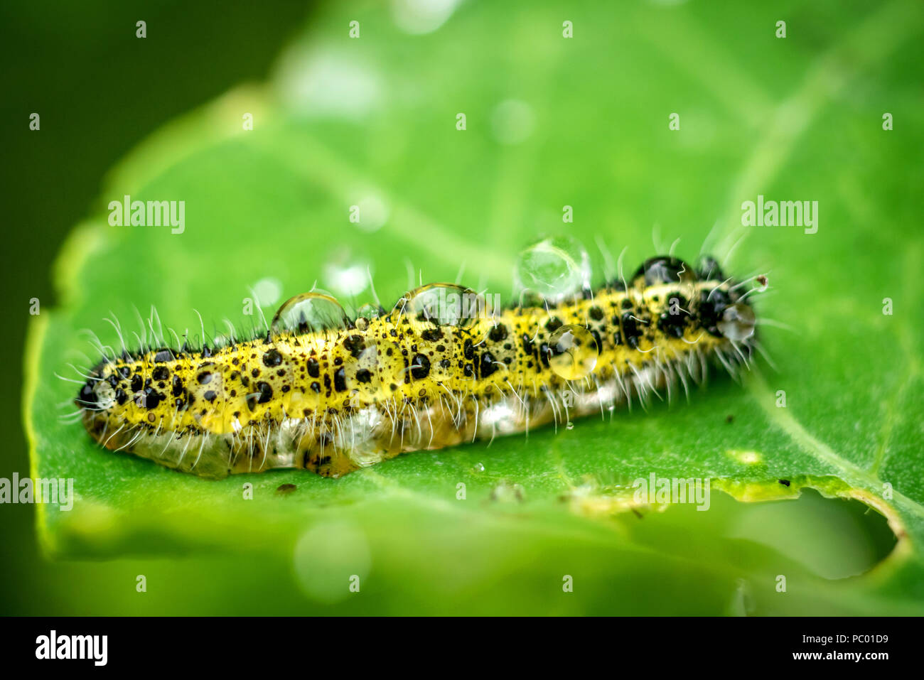 Un grand blanc, Caterpillar ou Pieris brassicae, prendre sur d'humidité après une période de sécheresse Banque D'Images