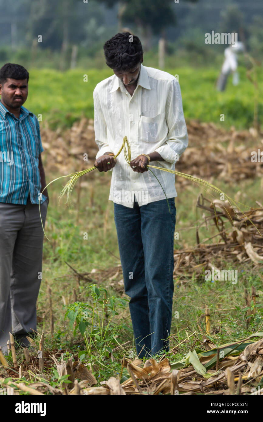 Belathur, Karnataka, Inde - Novembre 1, 2013 : l'eau Witcher avec chemise blanche se concentre sur le mouvement de sa paille pour localiser l'eau souterraine. Domaine Banque D'Images