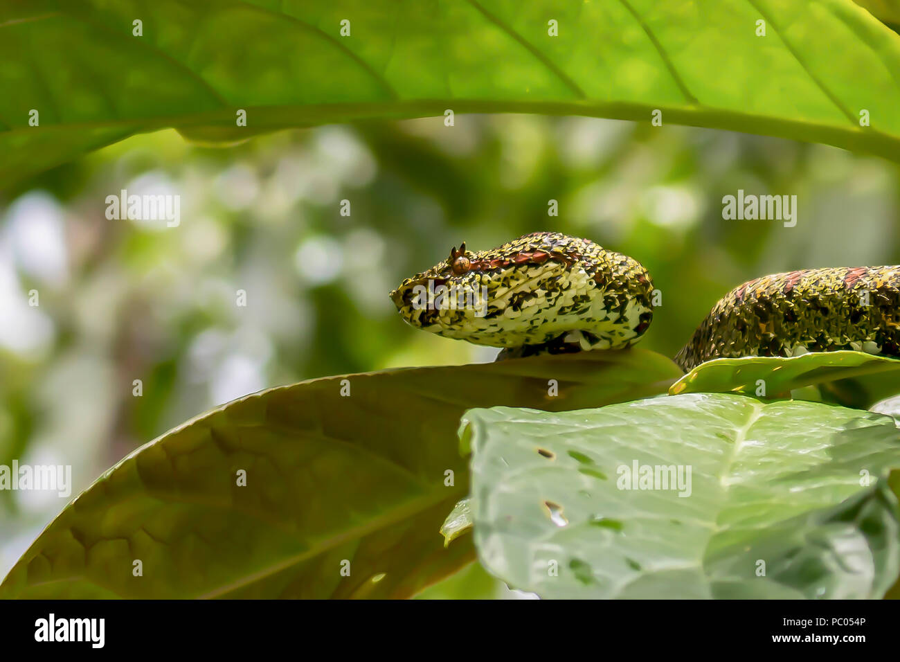 Close Up Profile Eyelash Pit Viper serpent venimeux dans la jungle Banque D'Images