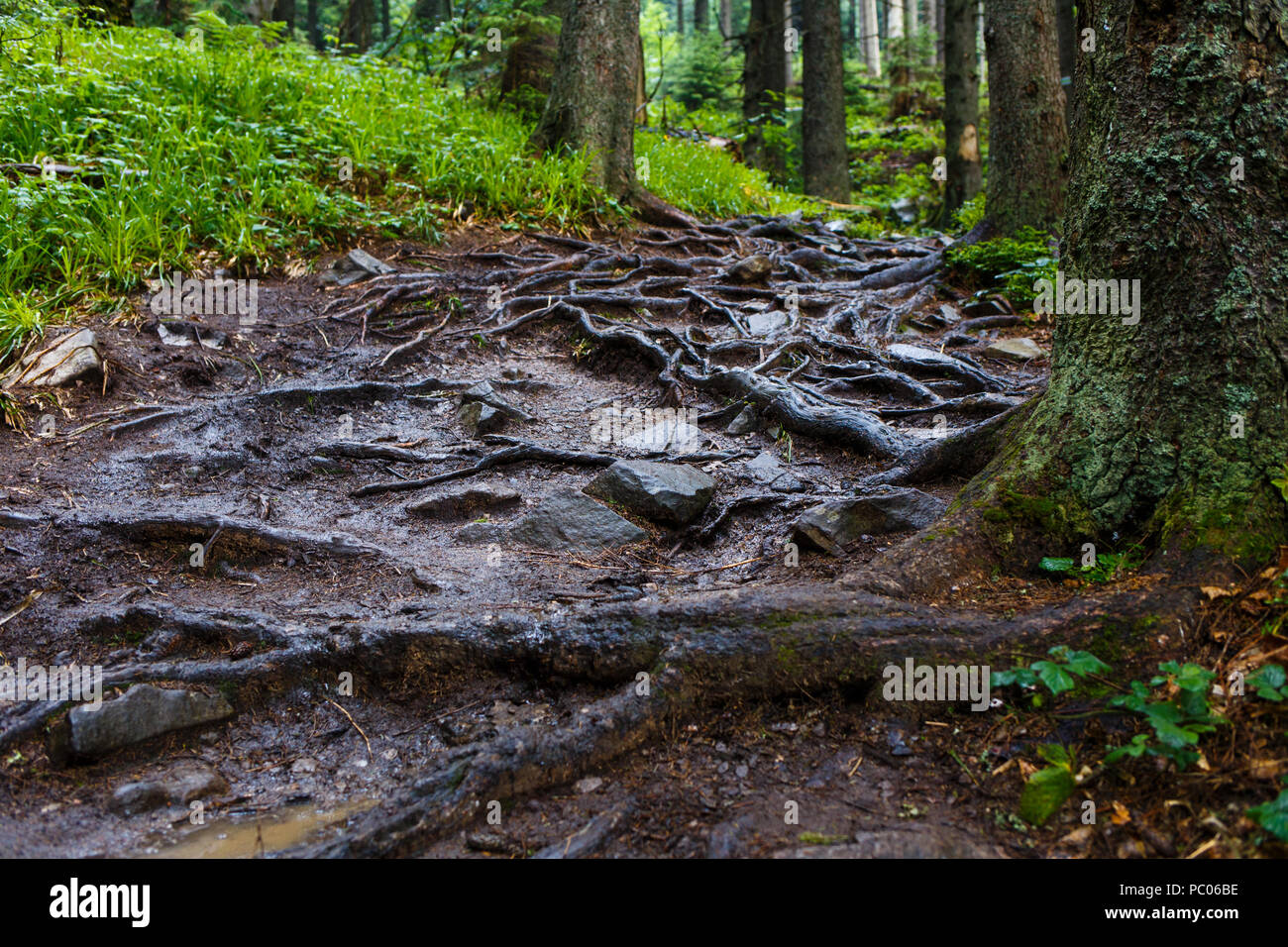 Sentier de montagne boueux avec racines tordues après la pluie Banque D'Images