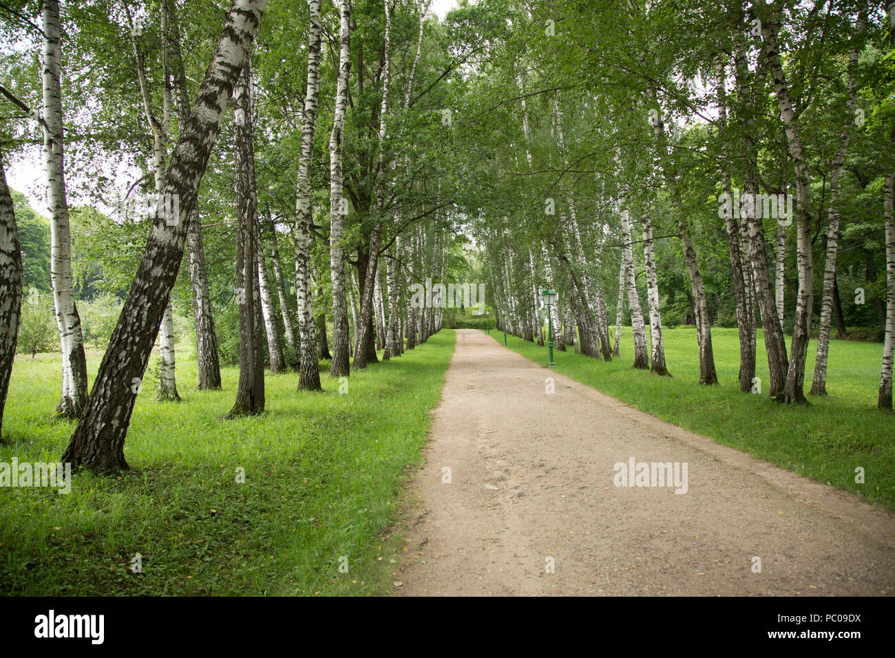Allée tranquille d'arbres. Banque D'Images