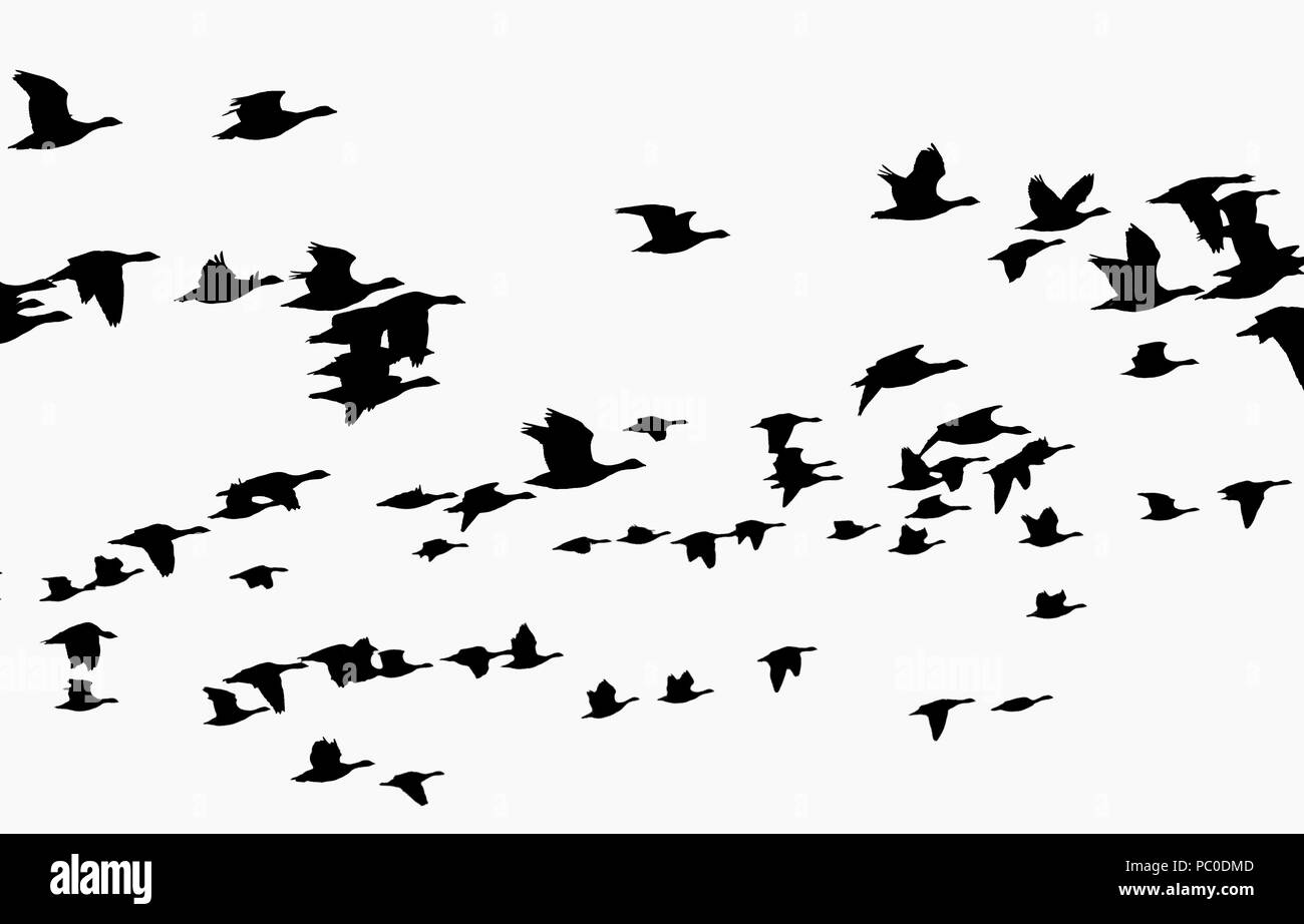 Bernache nonnette migrants (Branta leucopsis) troupeau silhouetté, parc national de Matsalu, d'Estonie, de septembre. Image en noir et blanc. Banque D'Images Bernache nonnette migrants (Branta leucopsis) troupeau silhouetté, parc national de Matsalu, d'Estonie, de septembre. Image en noir et blanc. Banque D'Images