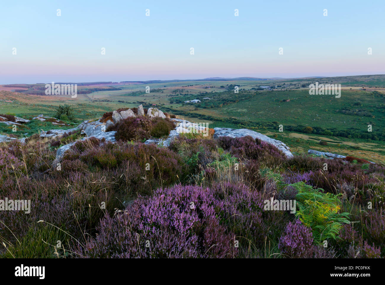 Heather développe à Hawk Tor sur Bodmin Moor Banque D'Images