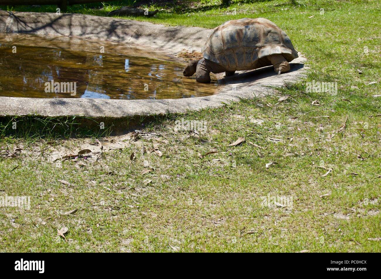 Vieille tortue géante avec coquille brune à Victoria (Australie) près de Melbourne à ramper vers l'eau à boire au soleil sur une pelouse verte et luxuriante Banque D'Images