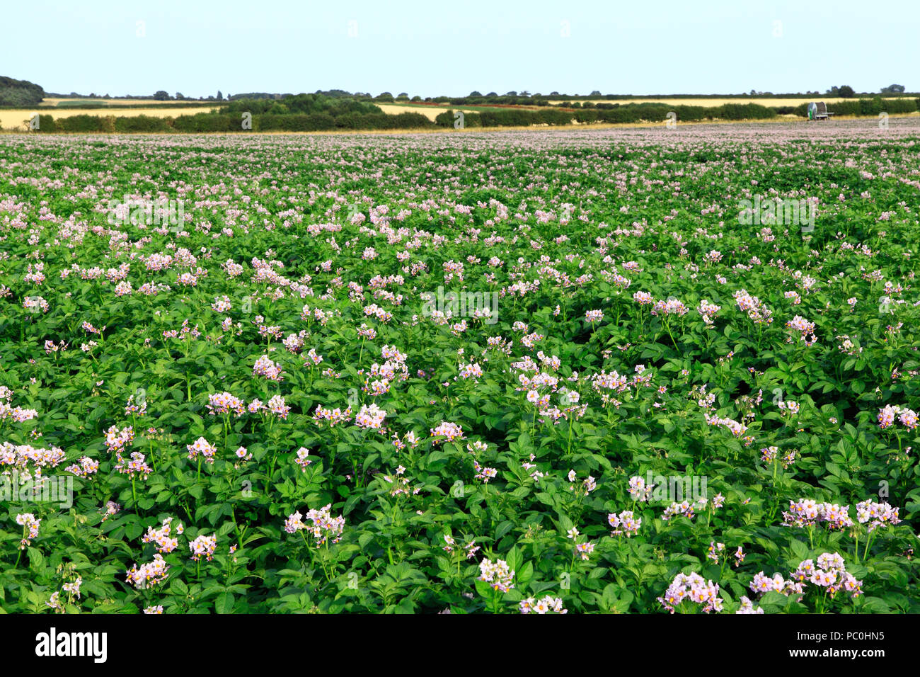 Champ de pommes de terre, en fleurs, plantations agricoles, les légumes-racines, les pommes de terre, paysage, Norfolk, UK Banque D'Images