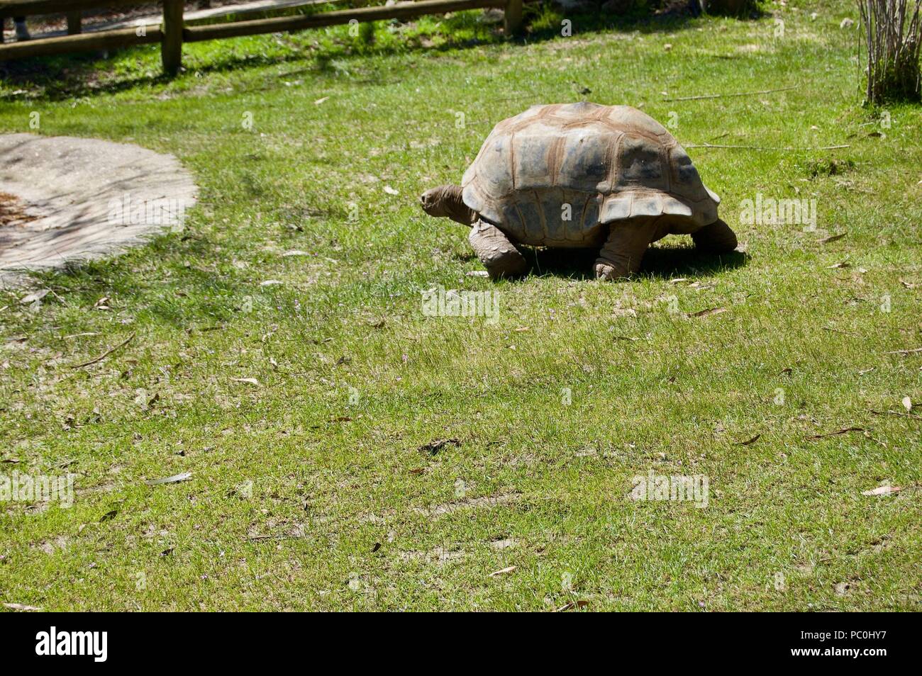 Vieille tortue géante avec coquille brune à Victoria (Australie) près de Melbourne à ramper vers l'eau à boire au soleil sur une pelouse verte et luxuriante Banque D'Images