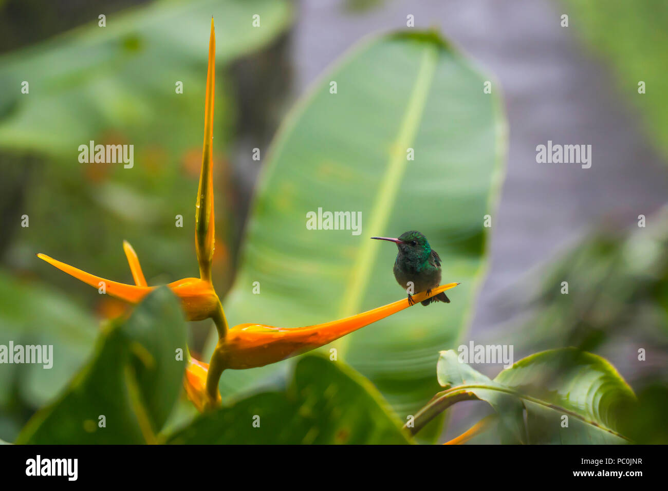Colibri vert vif perché sur la pointe de l'Orange Bird of Paradise Flower Banque D'Images Colibri vert vif perché sur la pointe de l'Orange Bird of Paradise Flower Banque D'Images