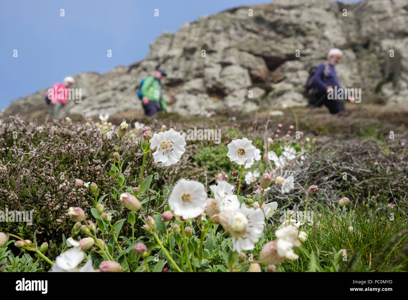 La mer de fleurs blanches (Silene maritima) croissant sur la falaise au-dessous du chemin des promeneurs marchant au printemps. Carmel Head Isle of Anglesey Pays de Galles UK Banque D'Images