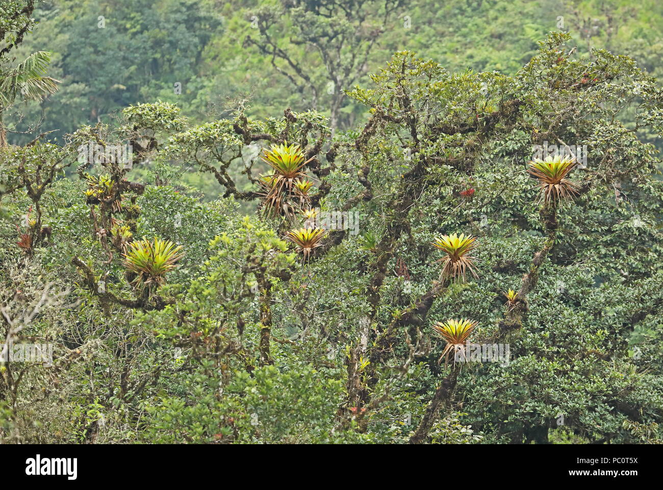 Les épiphytes poussant sur un arbre dans la forêt tropicale du sud de l'Équateur Février Banque D'Images