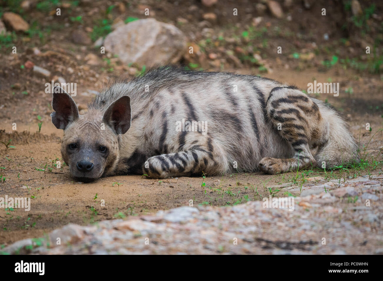 hyene rayee ou hyaena hyaena portrait photo stock alamy