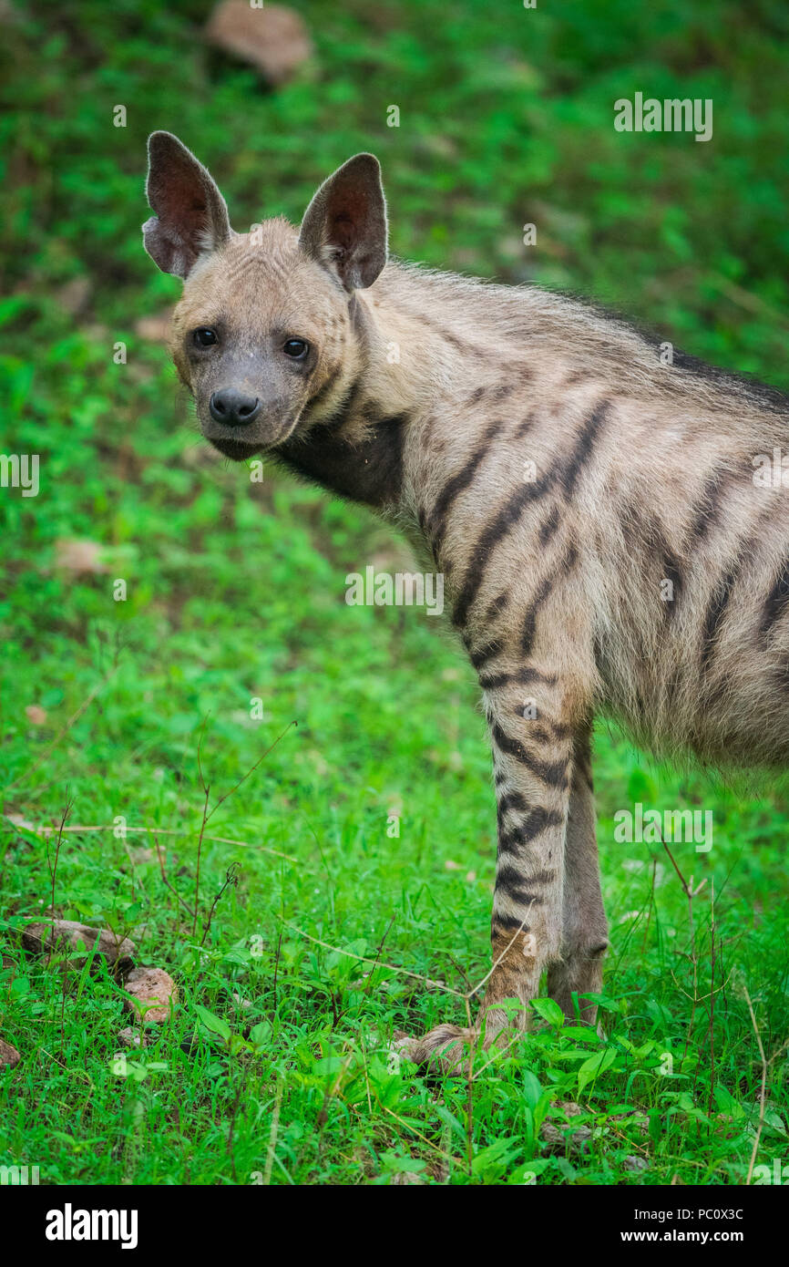 hyene rayee banque d image et photos alamy