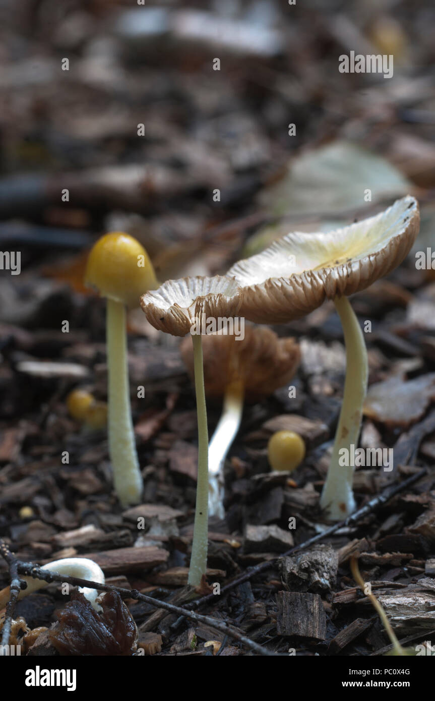 Mushrums Bolbitius vitellinus sur un sol forestier, Close up Banque D'Images