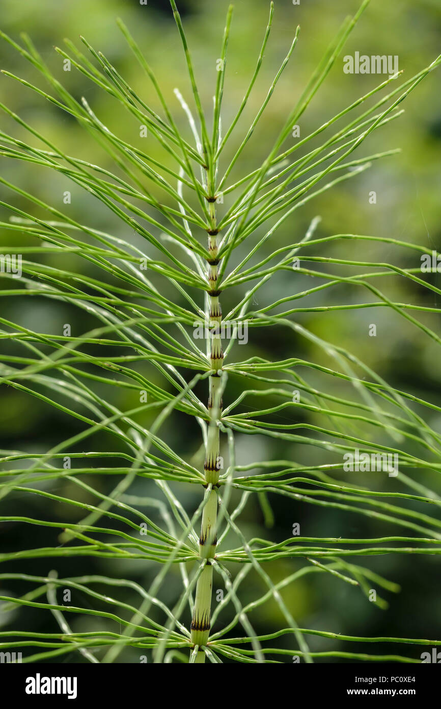 La prêle Equisetum arvense plante Banque D'Images