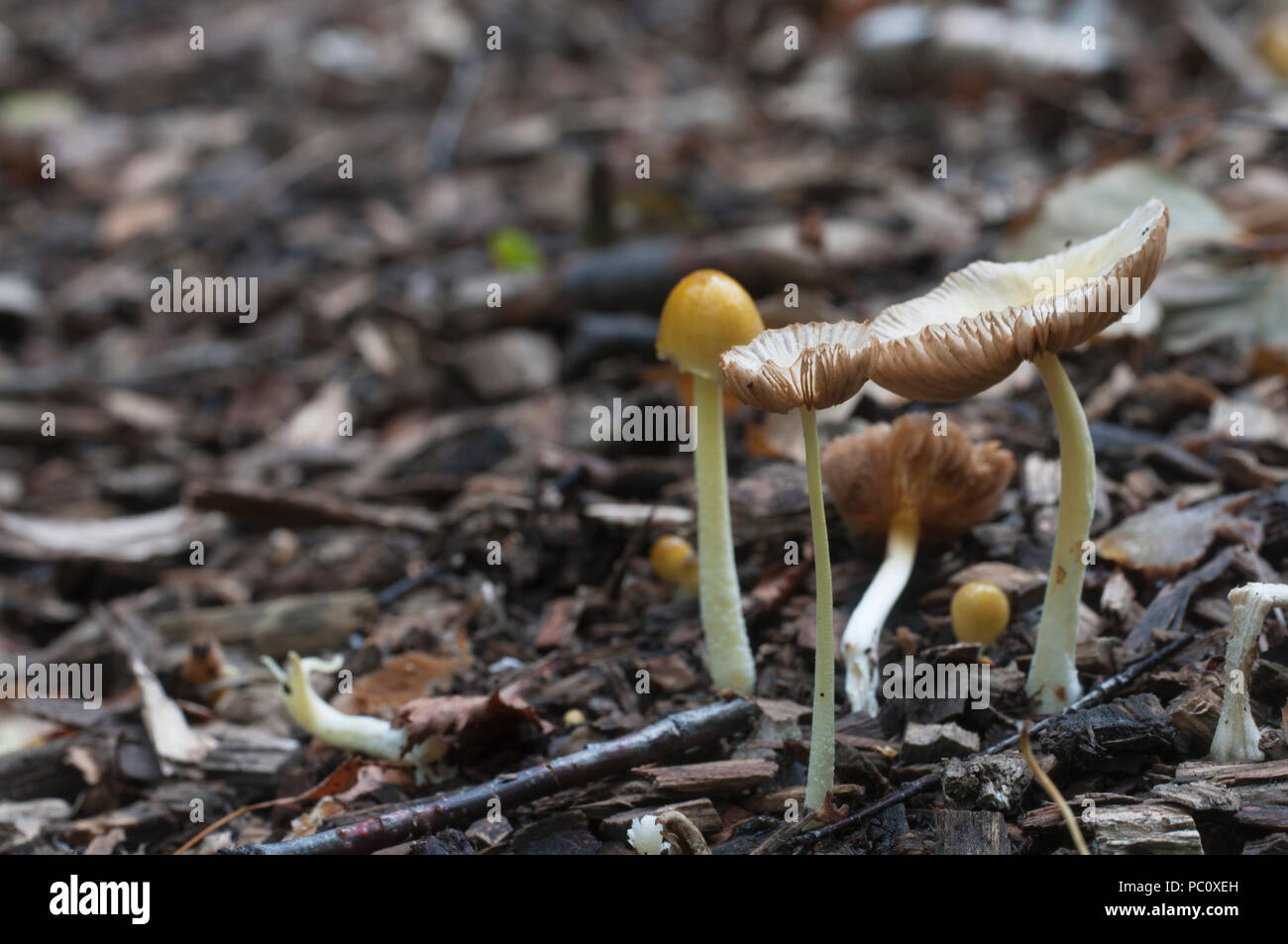 Mushrums Bolbitius vitellinus sur un sol forestier, Close up Banque D'Images