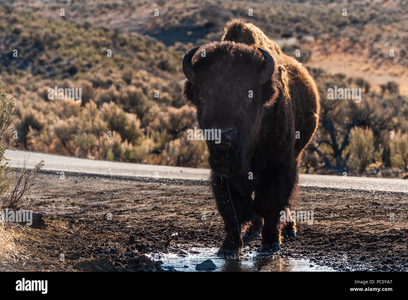 Bison d'Amérique ou Buffalo à l'eau dans le Parc National de Yellowstone Banque D'Images