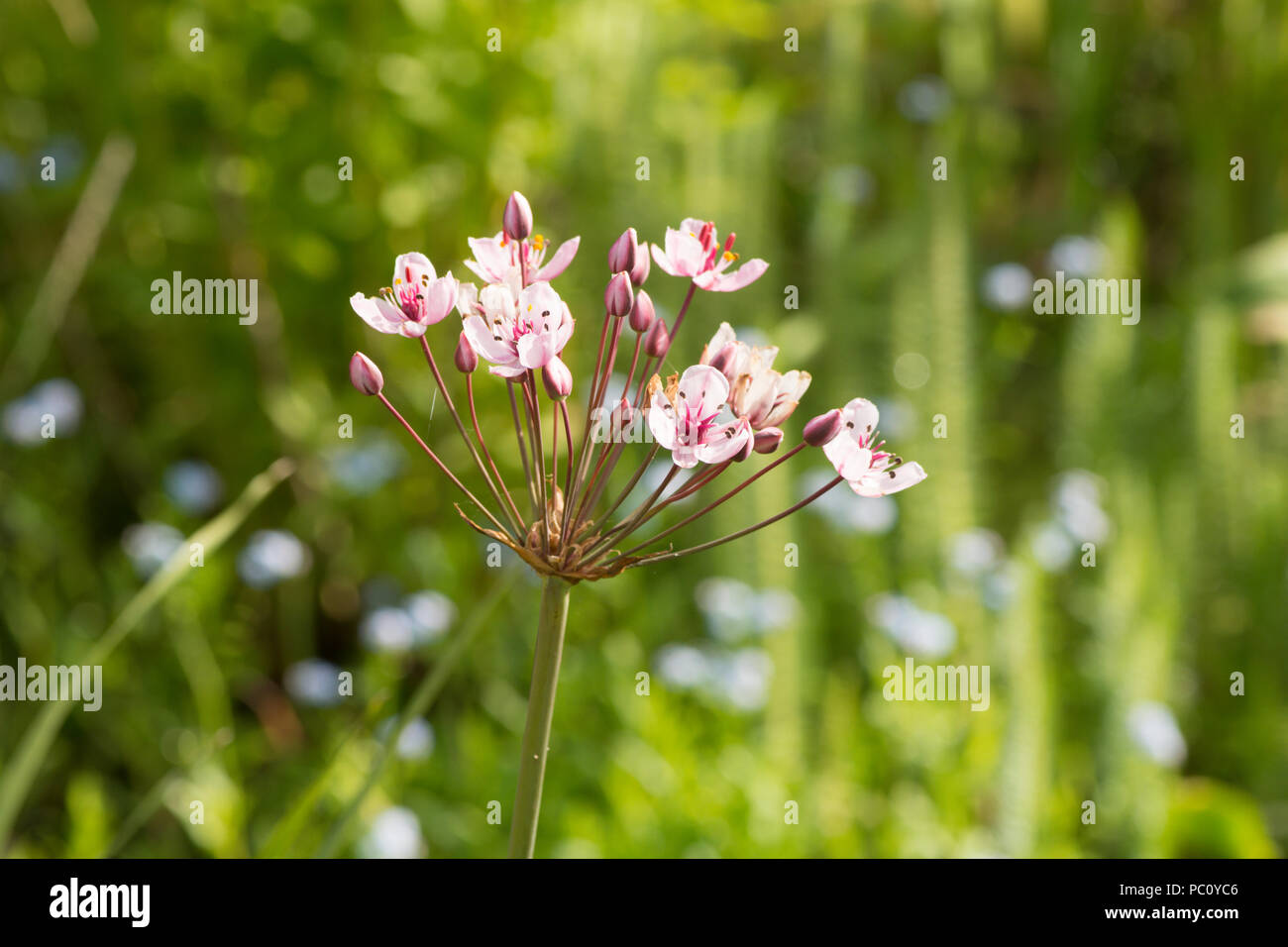 Le butome à ombelle, Butomus umbellatus, usine marginale, étang de jardin, Sussex, Royaume-Uni, juin. Banque D'Images