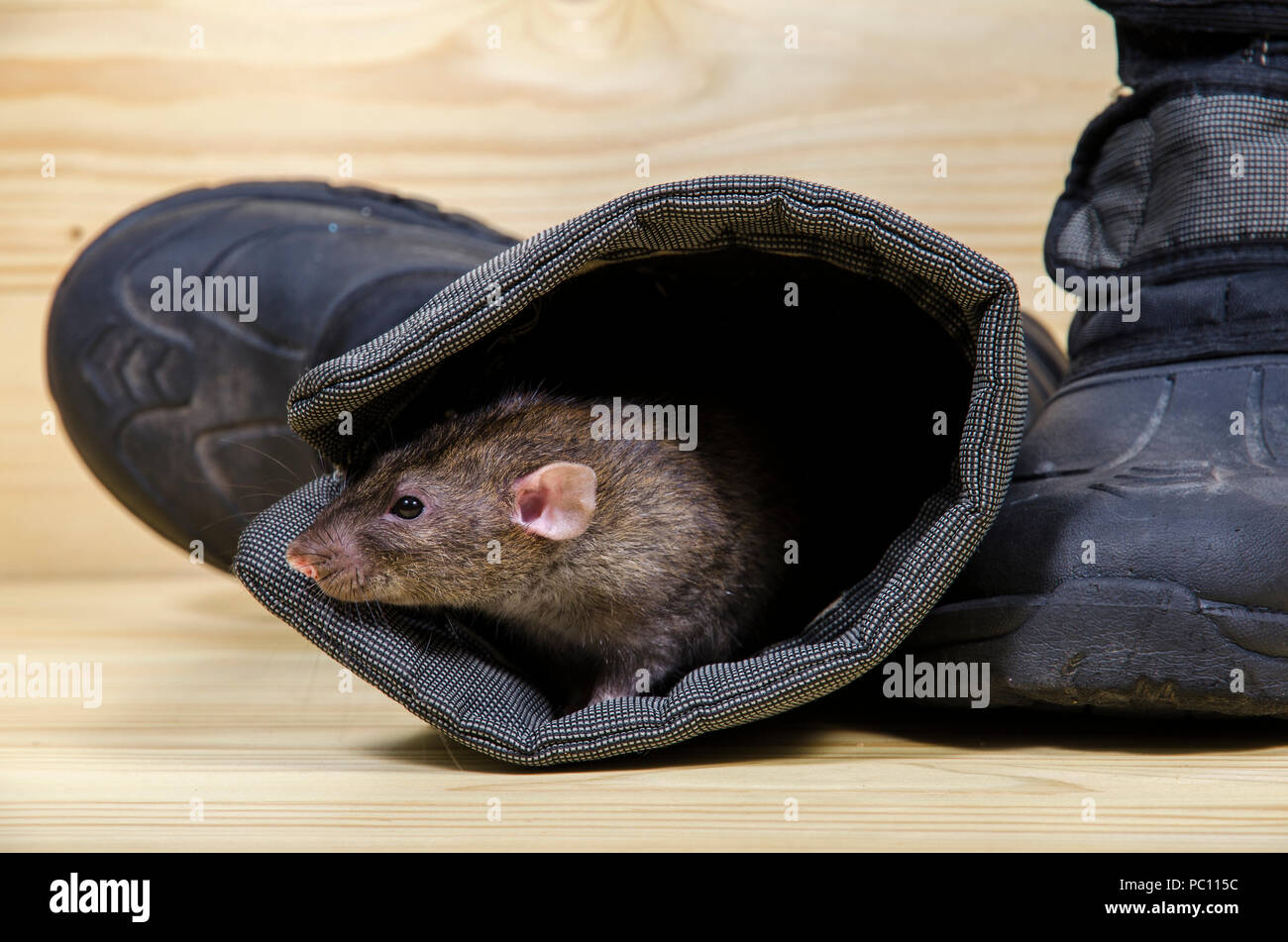 Rat et vieilles bottes sur une table en bois Photo Stock - Alamy