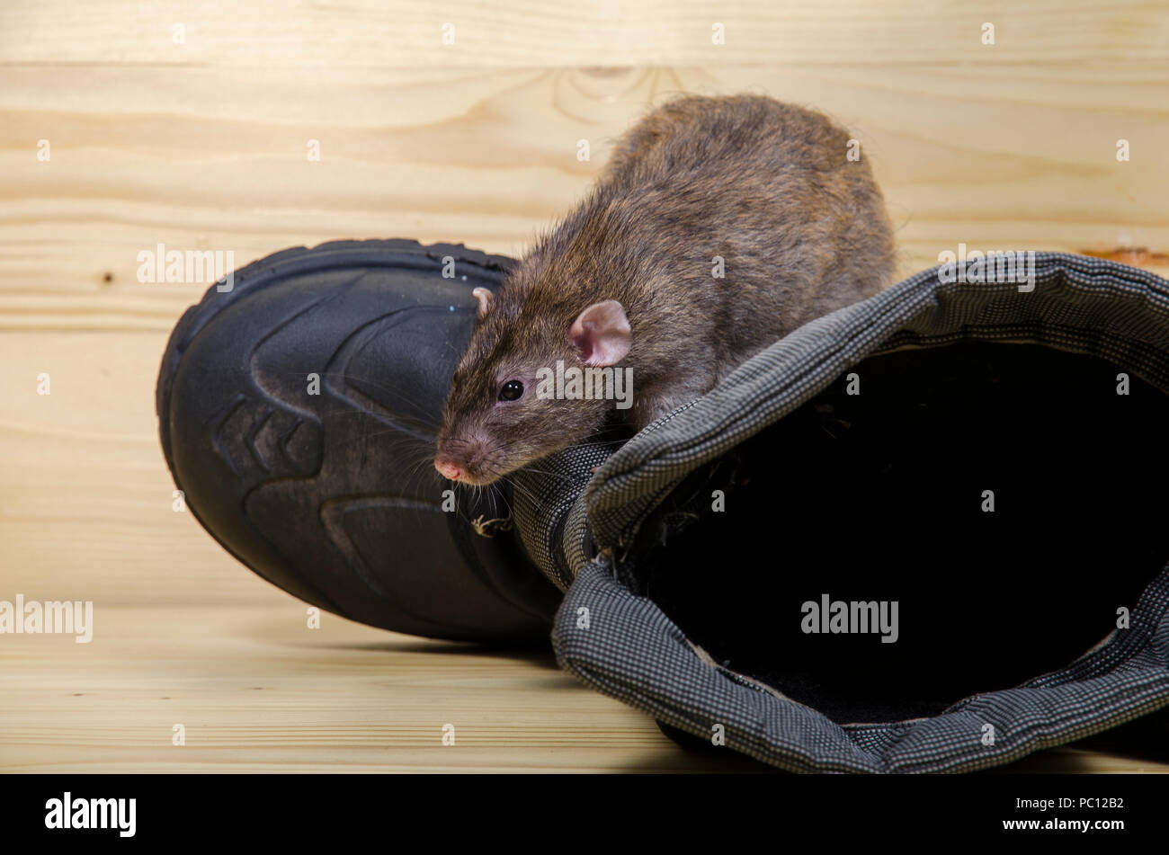 Rat et vieilles bottes sur une table en bois Photo Stock - Alamy
