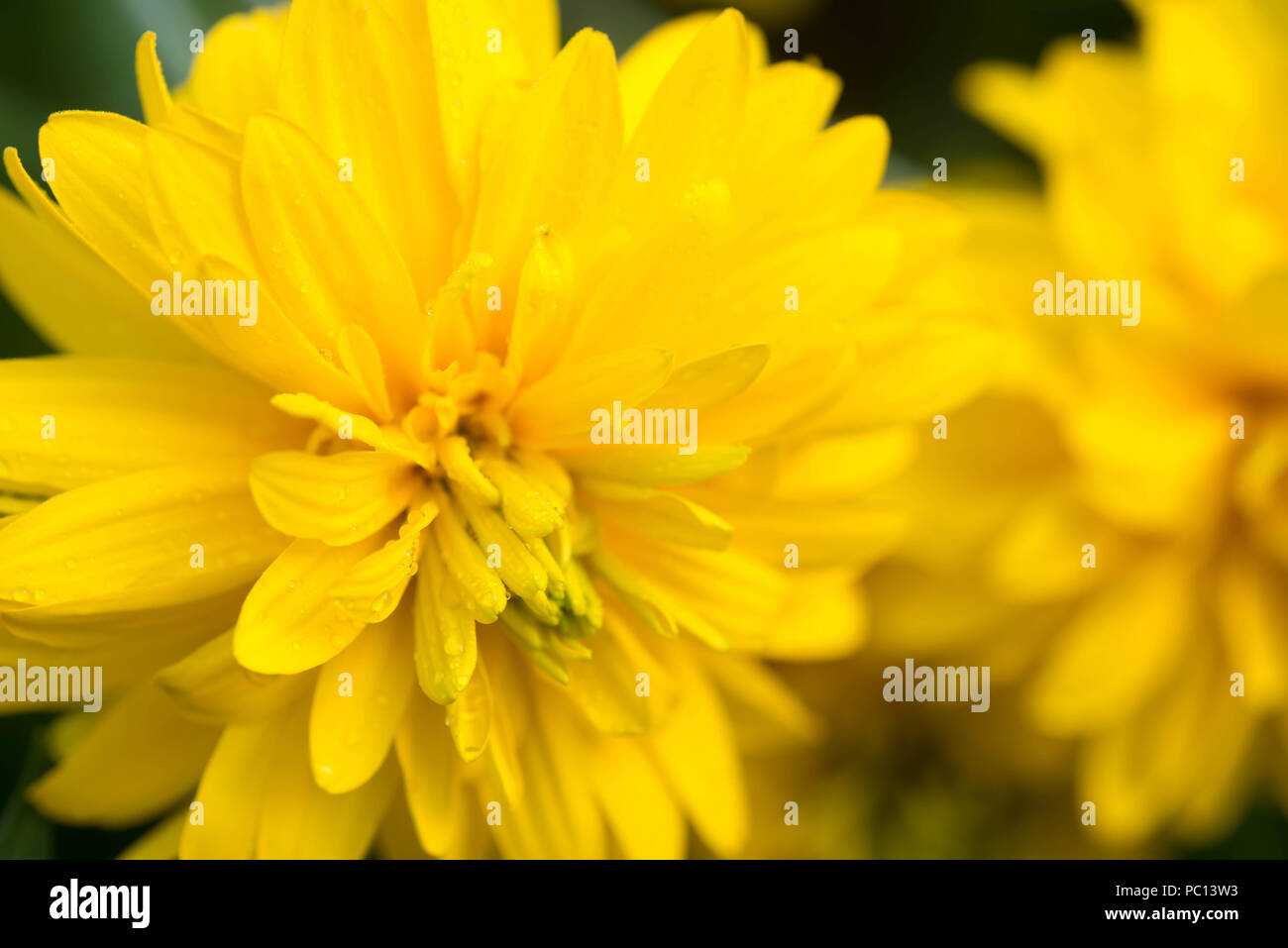 Macro fleur jaune dalia selective focus Banque D'Images