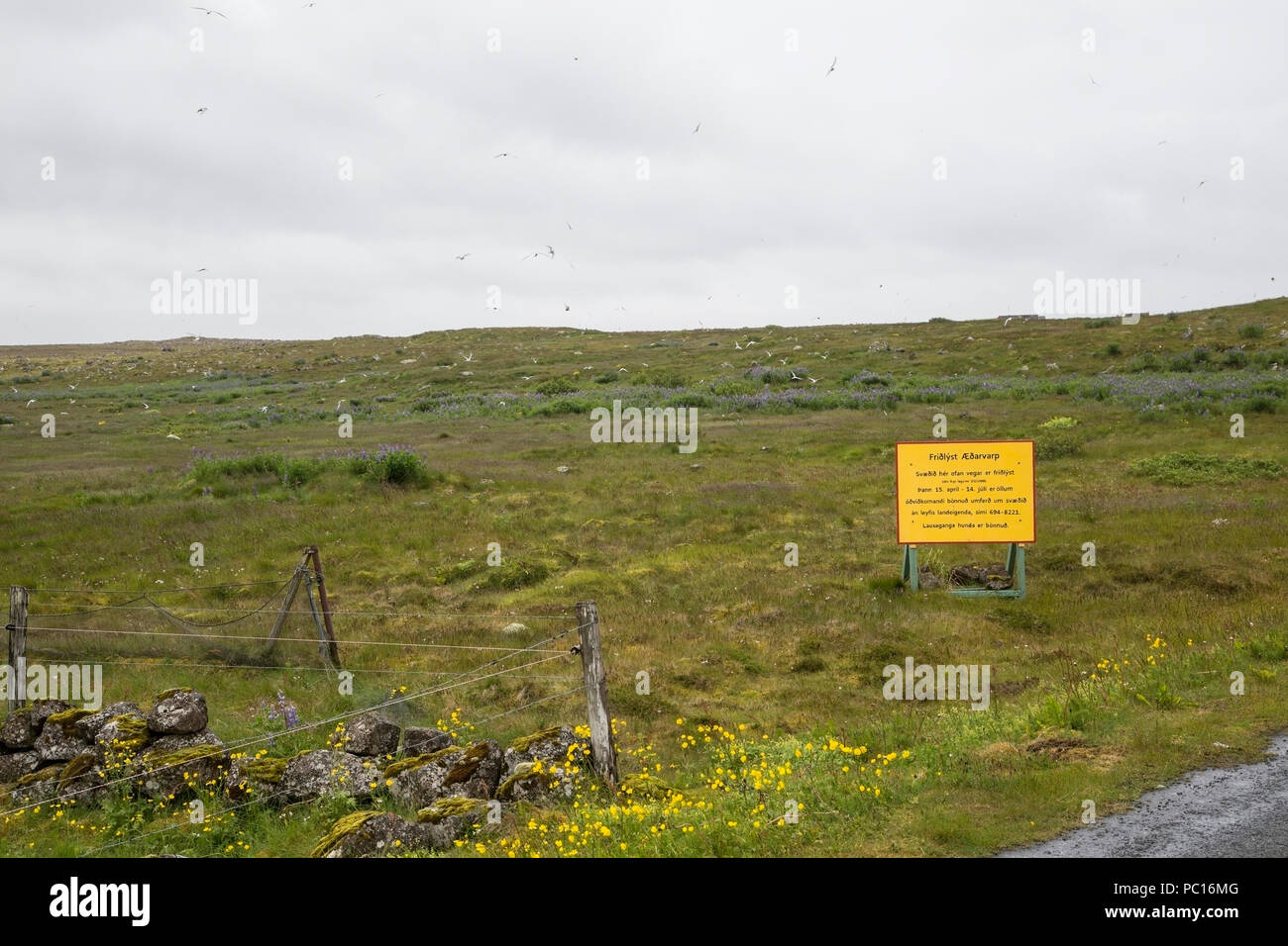 Panneau d'avertissement pour la reproduction de la sterne arctique (Sterna paradisea), Islande Banque D'Images