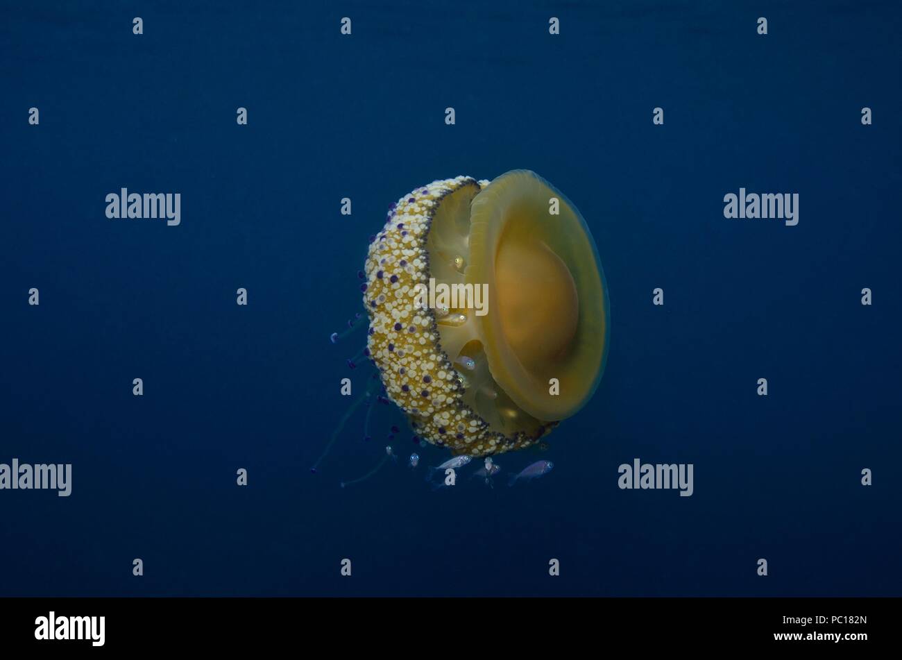 Oeufs frits, méduses, Spiegelei-Qualle Cotylorhiza tuberculata, Symbiose mit juvenilen Trachurus sp., Tamariu, Costa Brava, Méditerranée, Mittelmeer Banque D'Images