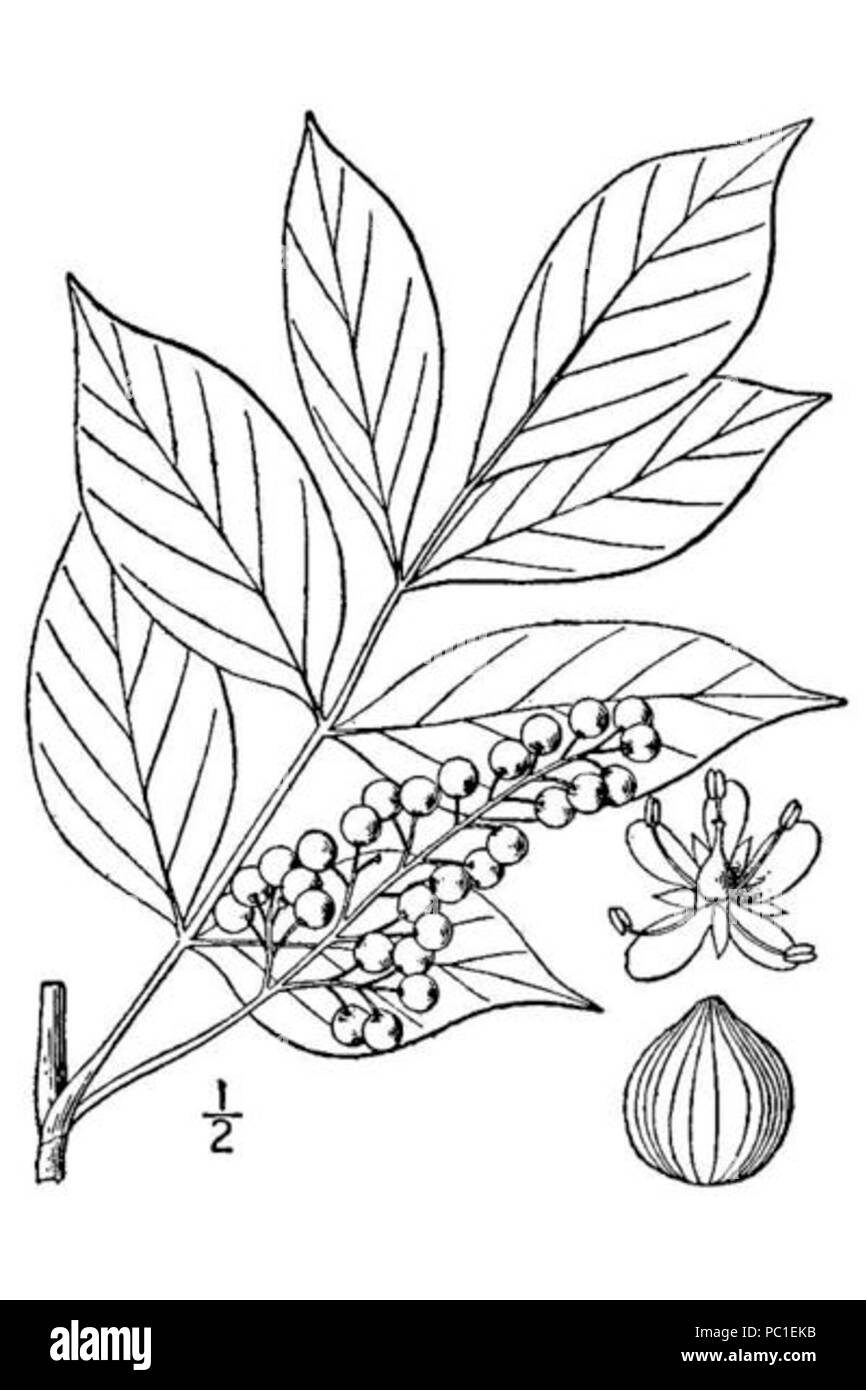 490 PoisonSumacDrawing1 Banque D'Images