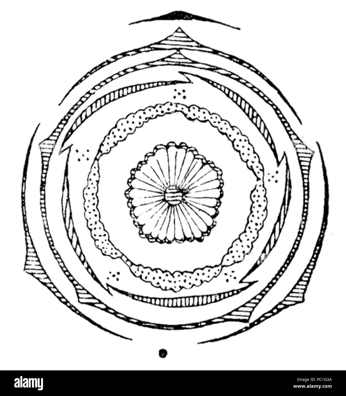 Malva 389 flowerdiagram Banque D'Images