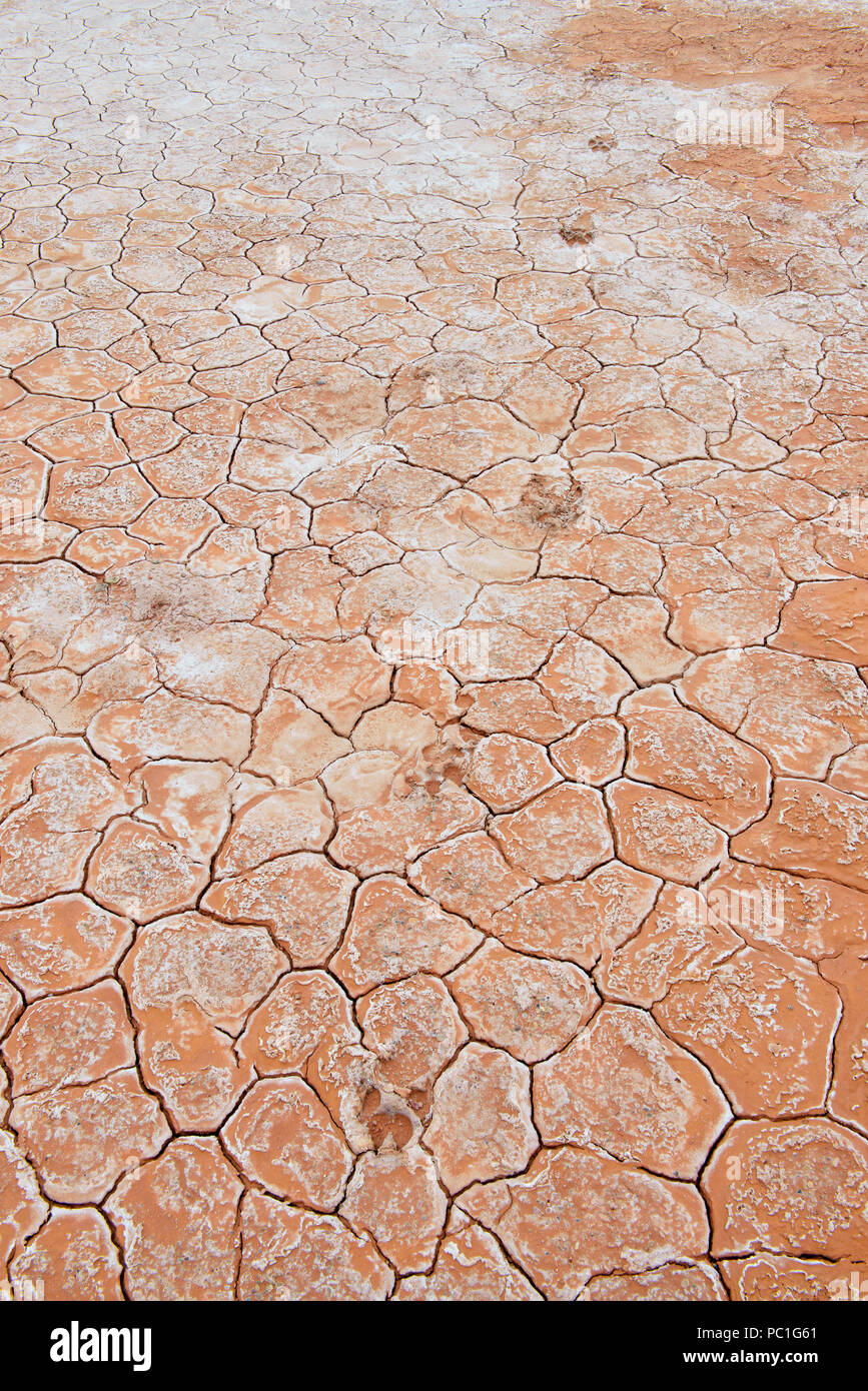 Salt Flats au lac Grosbeak- des modèles dans la boue fissures avec des gisements de sel et empreinte d'ongulés, le parc national Wood Buffalo, Alberta, Canada Banque D'Images