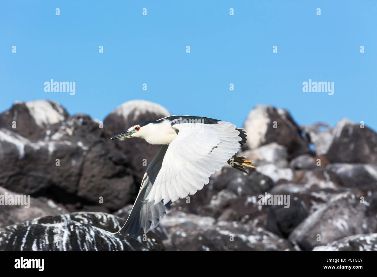 Des profils Bihoreau gris Nycticorax nycticorax, en vol, Isla Rasa, Baja California, Mexique. Banque D'Images