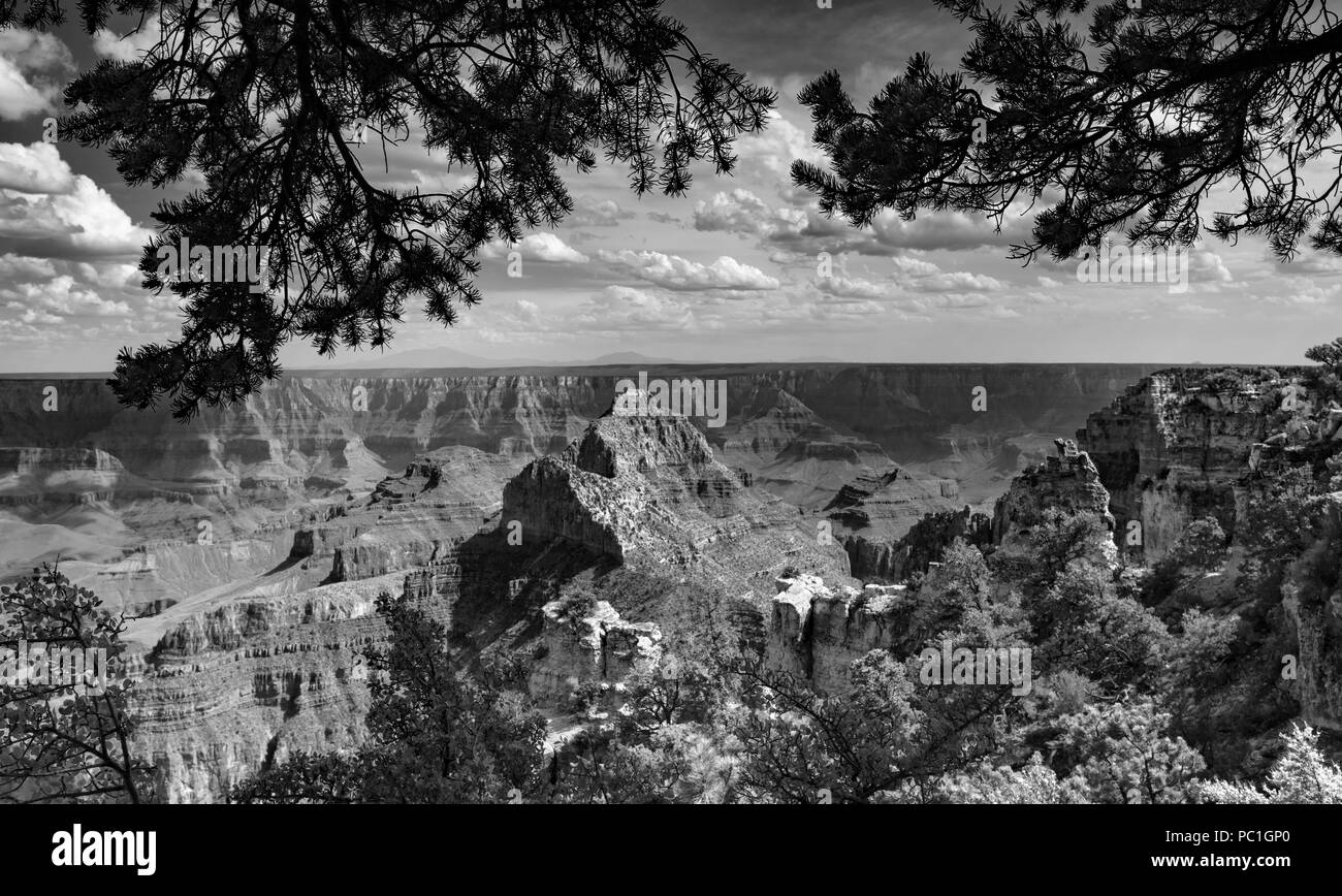 Après-midi Vista en B&W - North Rim du Grand Canyon, le Parc National du Grand Canyon, Arizona Banque D'Images
