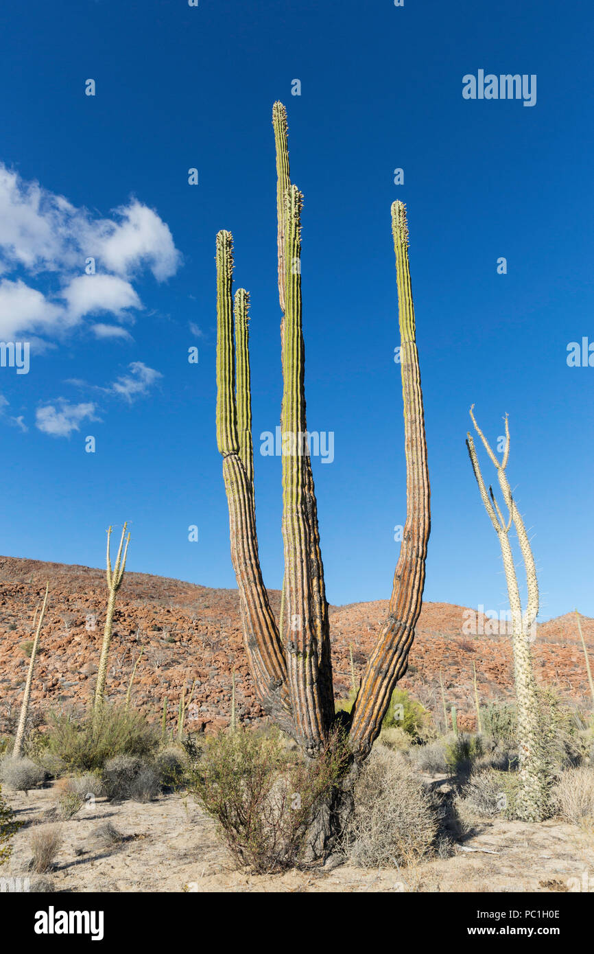 Cardon géant mexicain, Pachycereus pringlei , Bahia de Los Angeles, Baja California, Mexique. Banque D'Images