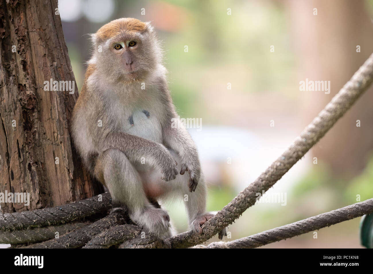 Un Mignon Petit Singe Vit Dans Une Foret Naturelle De La Thailande Photo Stock Alamy