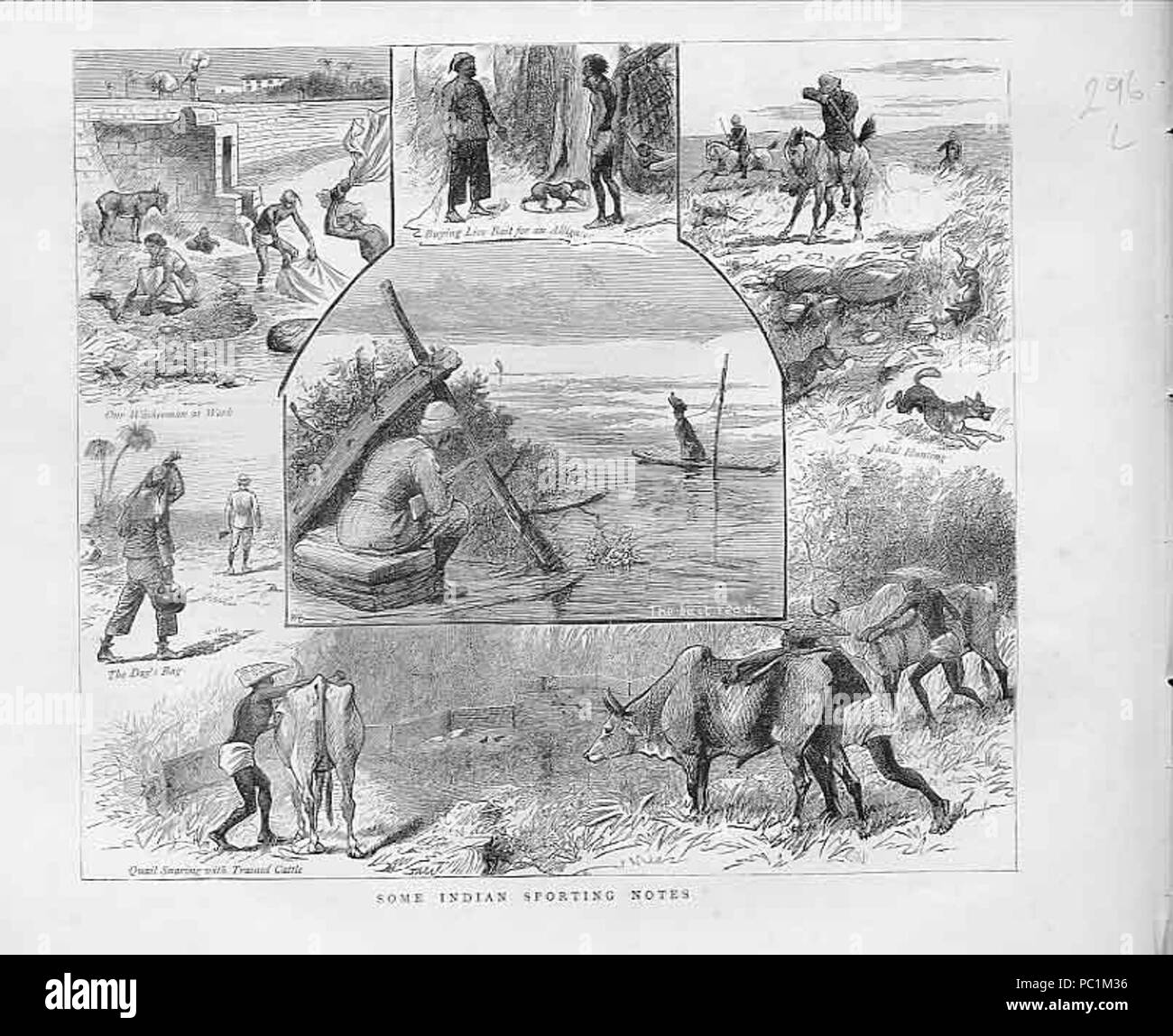 507 Quailsnaring Banque D'Images